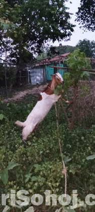 বিটল ছাগল